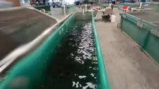 Creek Days 2021 - Warm Springs Hatchery Tour