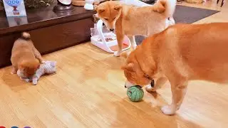 Shiro TEASING Potato to play with him ❤️ So cute