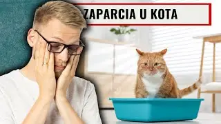 Zaparcia u kota - objawy, przyczyny, leczenie.