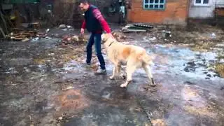 очень большой алабай