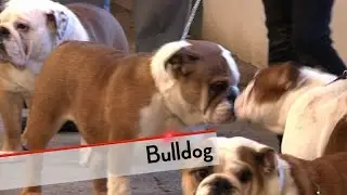 Bulldog - Bests of Breed