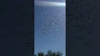 cielo