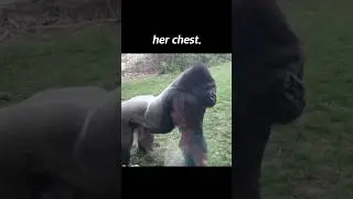 If You Beat Your Chest in Front of a Gorilla...