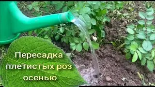 Transplanting climbing roses in the fall. E. Ivaschenko's plant nursery.