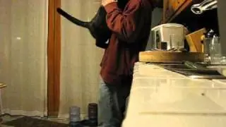 This cat's name is Magnet. Being magnetic is what he does.