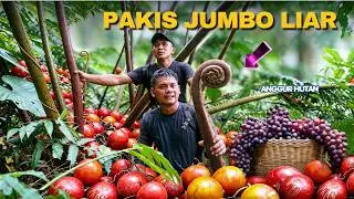This Hidden Forest Is Rarely Explored; We Found Many Giant Plants And Unique Wild Fruits