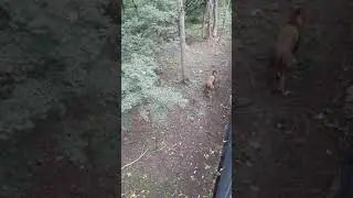 Львы Сафари Парк п. Шкотово