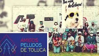 DogShow