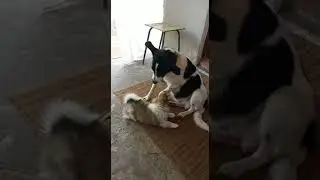 голые и смешные