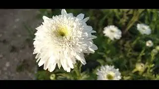 Ромашка...ромашка...и ещё одна ромашка
