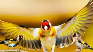 Goldfinch Song and Amazing Goldfinch Pictures 2021
