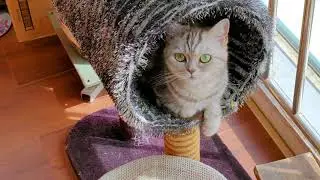 Little cat Zheng Balcony basks in the sun, living more comfortably than humans小猫咪晒太阳揣手手，比人类惬意