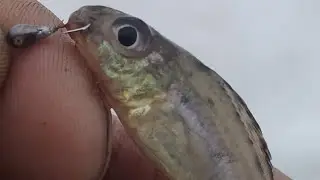 Как и чем  поймать много  рыбы из подо льда