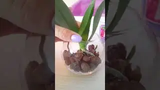 Отделение и посадка детки!