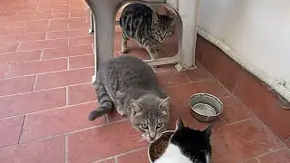 Quando do il cibo ai gatti