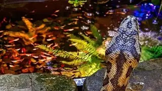 HOW TO Give Your Snake Enrichment 4k