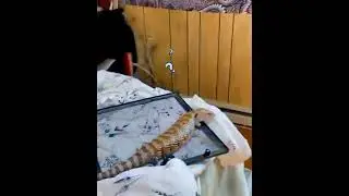 Поменялись не глядя