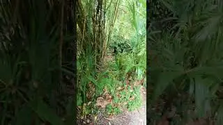 Trachycarpus palm trees shade grown  #palmtrees