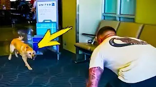 Солдат не видел собаку два года. Реакция собаки заставила всех плакать!