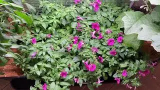 Огород-цветник в двухкомнатной квартире)) Даёшь Кубань в Мурманске! Ситифермер))