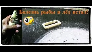 Началась зима 2019 года / болезнь рыбы и аэрация водоёма
