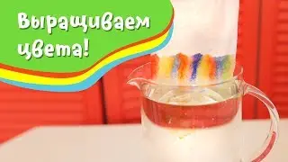 Выращиваем цвета