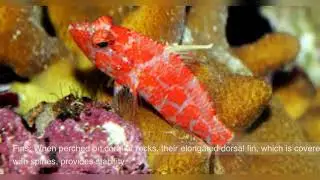 PYGMY HAWKFISH