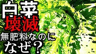 自然農の現実お見せします ボロボロの白菜