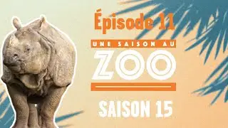 La sortie ensoleillée des rhinocéros (S15E11) [INTEGRAL]