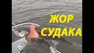 Бешеный клев судака. Осенний жор.