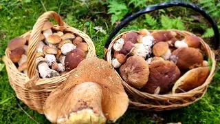 БЕЛЫЕ ГРИБЫ ПОПЕРЛИ И СУМА СОШЛИ))2024 ГРИБАЛКА ПОПЁРЛА