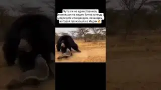 Неофициальный Царь зверей😎