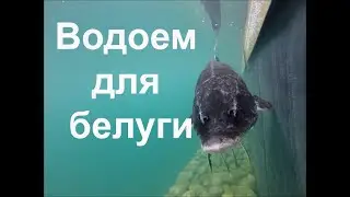 Водоем для белуги