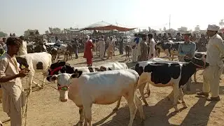 Best Cow mandi fresh rates Layyah Fateh pur