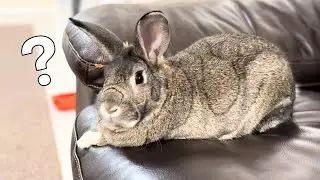 This Rabbit’s Willpower Will Blow Your Mind! 🐰😄🎃