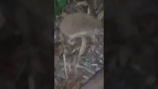 I encountered a wild heughdog