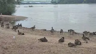 Птичьи летние прогулки