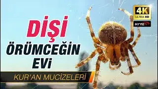 Dişi Örümceğin Evi [Kur'an Mucizeleri] 4K