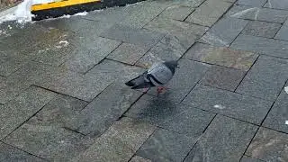 Эпизод 1 Февраль  Голуби