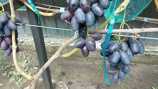 Изюмский мускат , Ирис , Кумир , Гамлет
