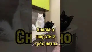 Вычёсываю котиков 🐈 
