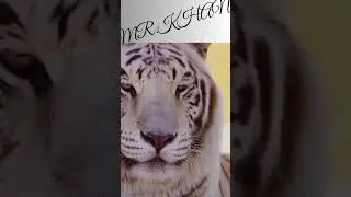 Different Types of Tigers.
