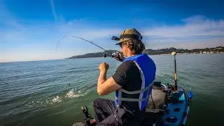 Bay Area Kayak Live Bait Fishing (I Lost Another Monster...)