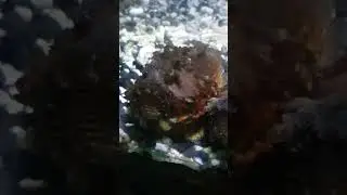 САМАЯ ЯДОВИТАЯ РЫБА В МИРЕ.  Рыба-камень или бородавчатка