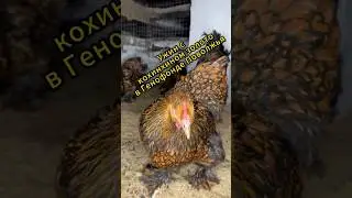 Кохинхин золото Дарьин двор