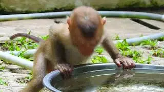 Cutest Baby Animals You've EVER Seen!