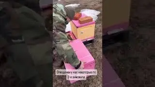 Проверка объединения  семьи с отводком.