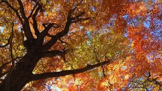 紅葉の森へ。