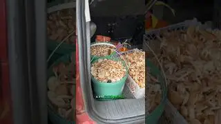 Грибной сезон официально открыт! 