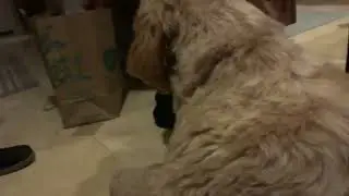 Finn 4: Hungry
